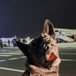 bomb scare flysafair