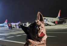 bomb scare flysafair