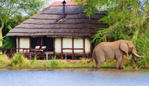Pick the Perfect Safari Destination