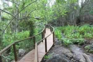 Pied Kingfisher Trail, Wilderness