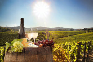 The Cape Winelands Where It All Begins