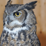 Owl Sends Pastor And Congregants To Jail!