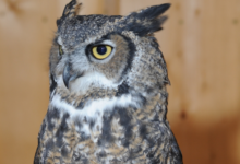 Owl Sends Pastor And Congregants To Jail!
