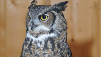 Owl Sends Pastor And Congregants To Jail!