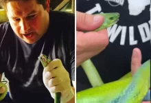 South Africa’s ‘Steve Irwin’ Graham “Dingo” Dinkelman Dies After Green Mamba Bite