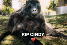 Beloved Baboon Cindy Mourned Across South Africa