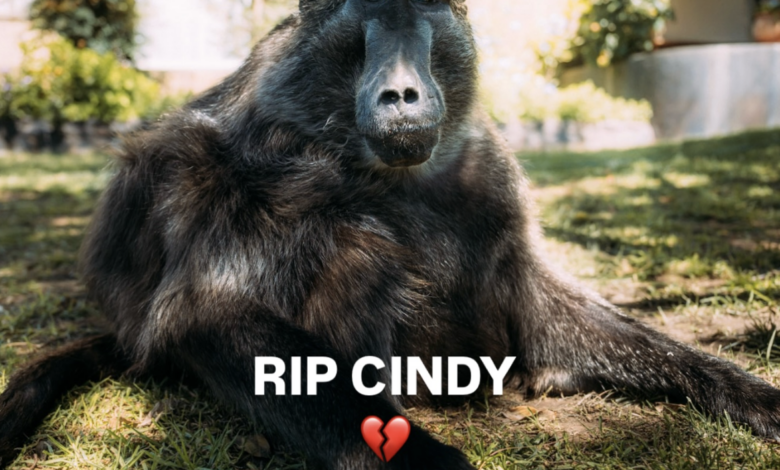 Beloved Baboon Cindy Mourned Across South Africa