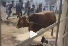 Girl Killed After Escaped Bull Triggers Tragic Shooting