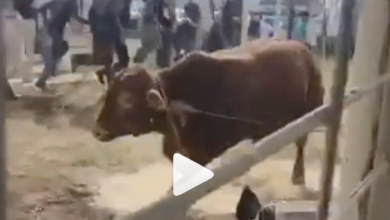 Girl Killed After Escaped Bull Triggers Tragic Shooting