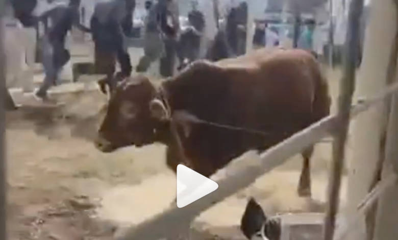 Girl Killed After Escaped Bull Triggers Tragic Shooting